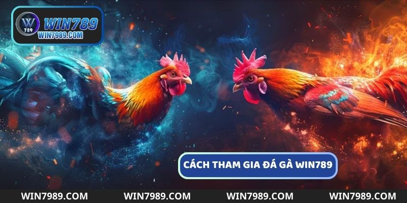 Cách tham gia trải nghiệm không khi thi đấu và đặt cược vào chiến kê yêu thích tại nhà cái